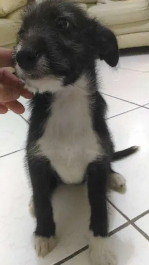 Cachorro raça Vira-Lata idade 2 a 6 meses nome Princesa