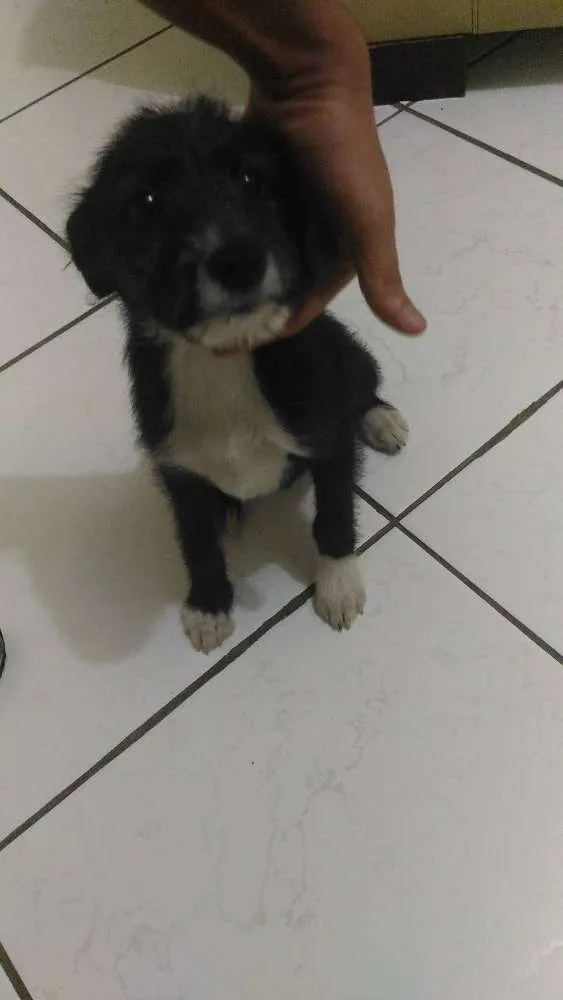 Cachorro ra a Vira-Lata idade 2 a 6 meses nome Princesa