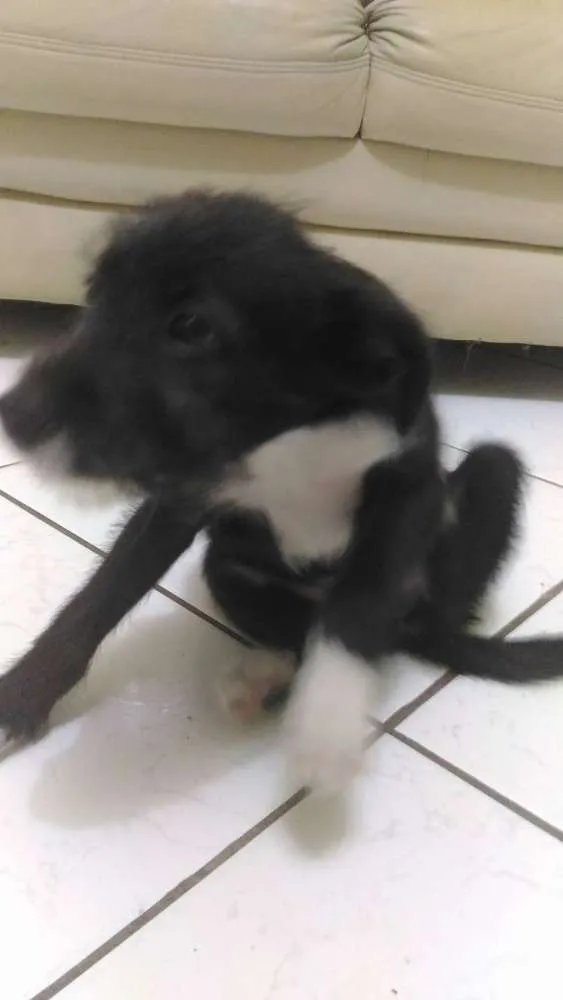 Cachorro ra a Vira-Lata idade 2 a 6 meses nome Princesa