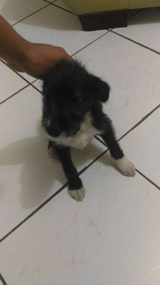 Cachorro ra a Vira-Lata idade 2 a 6 meses nome Princesa