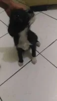 Princesa