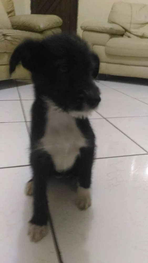 Cachorro ra a Vira-Lata idade 2 a 6 meses nome Princesa