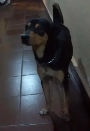 Cachorro raça Misturando com pastor e vira lata idade 1 ano nome Thor 