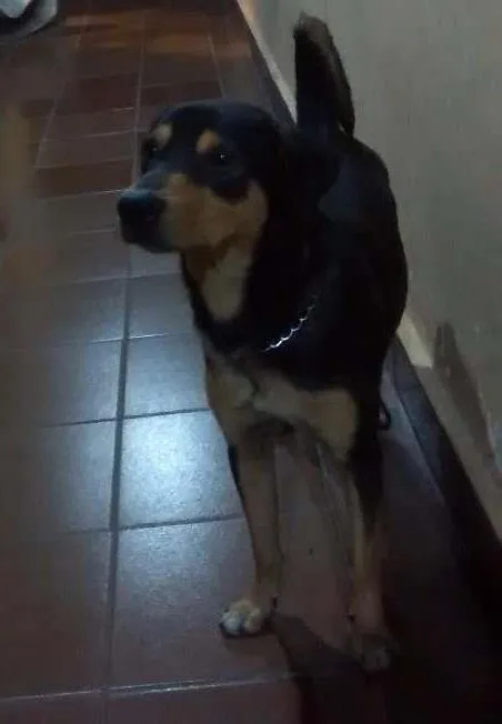 Cachorro ra a Misturando com pastor e vira lata idade 1 ano nome Thor 