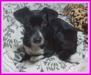 Cachorro raça SRD idade 2 anos nome Nega