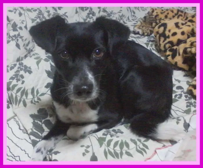Cachorro ra a SRD idade 2 anos nome Nega