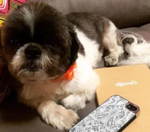 Cachorro raça Shitzu idade 6 ou mais anos nome Kimmy