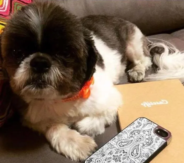 Cachorro ra a Shitzu idade 6 ou mais anos nome Kimmy