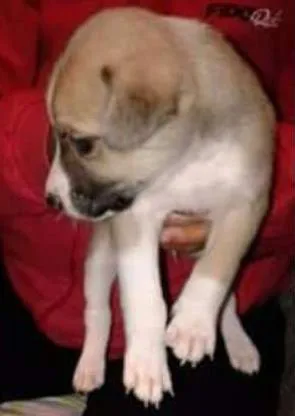 Cachorro ra a Mestiços  idade 2 a 6 meses nome Vários 