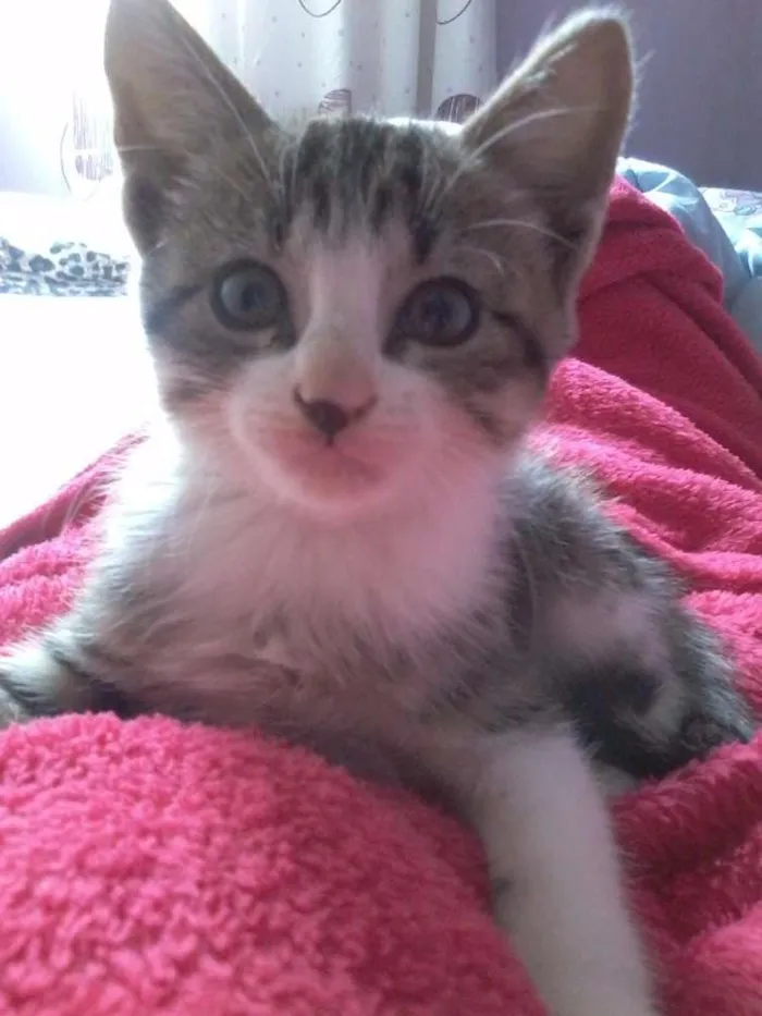 Gato ra a vira lata idade 2 a 6 meses nome Frederico