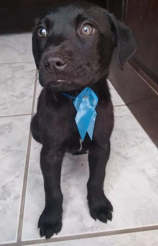 Cachorro ra a Labrador idade 2 a 6 meses nome Nina