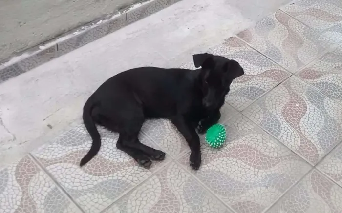 Cachorro ra a SRD idade 1 ano nome Feijoada