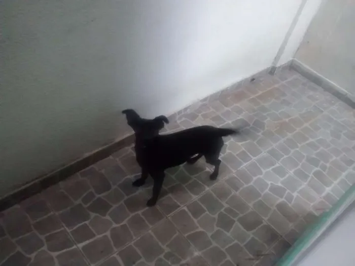 Cachorro ra a SRD idade 1 ano nome Feijoada