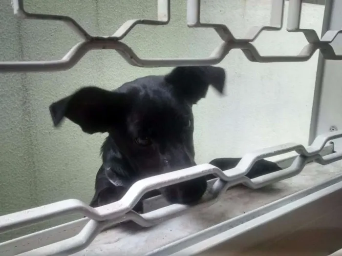 Cachorro ra a SRD idade 1 ano nome Feijoada