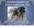 SEM NOME