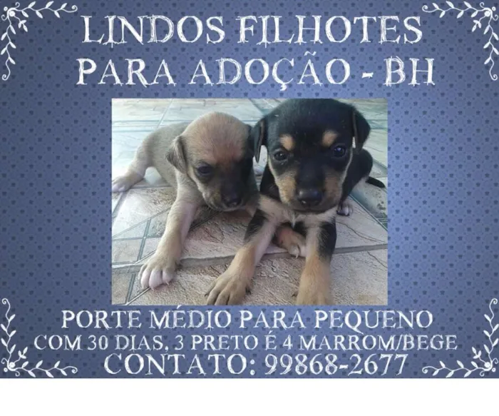 Cachorro raça Vira Lata idade Abaixo de 2 meses nome SEM NOME