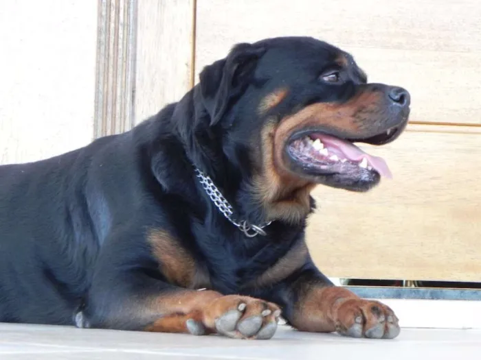 Cachorro ra a Rottweiler idade 6 ou mais anos nome URSO