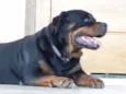 URSO