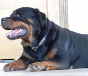 Cachorro raça Rottweiler idade 6 ou mais anos nome URSO