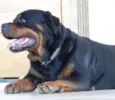 URSO