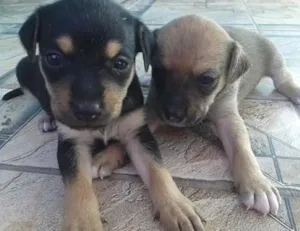 Cachorro raça Vira Lata idade Abaixo de 2 meses nome SEM NOME