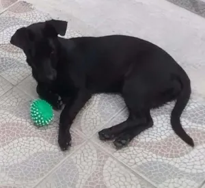 Cachorro raça SRD idade 1 ano nome Feijoada