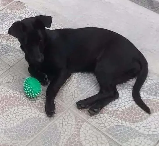 Cachorro ra a SRD idade 1 ano nome Feijoada