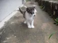 Gatinhos