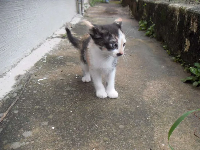 Gato ra a SRD idade 2 a 6 meses nome Gatinhos