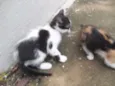 Gatinhos