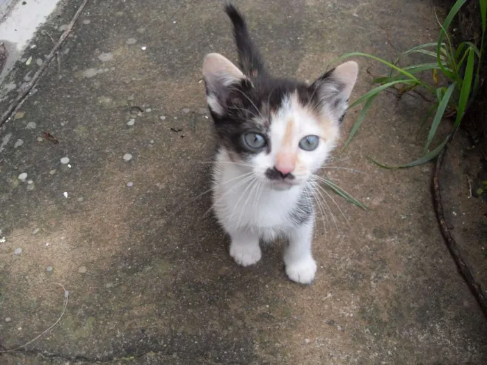 Gato ra a SRD idade 2 a 6 meses nome Gatinhos