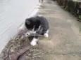 Gatinhos