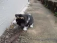 Gatinhos