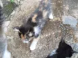 Gatinhos