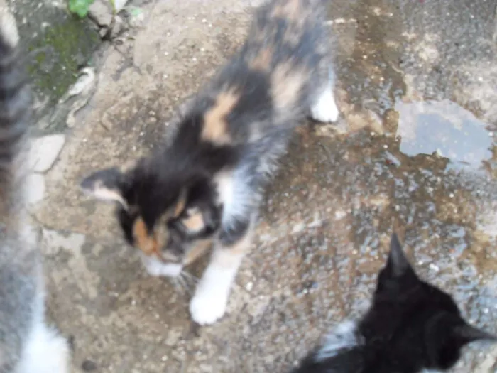 Gato ra a SRD idade 2 a 6 meses nome Gatinhos