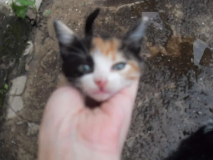 Gato ra a SRD idade 2 a 6 meses nome Gatinhos