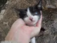Gatinhos