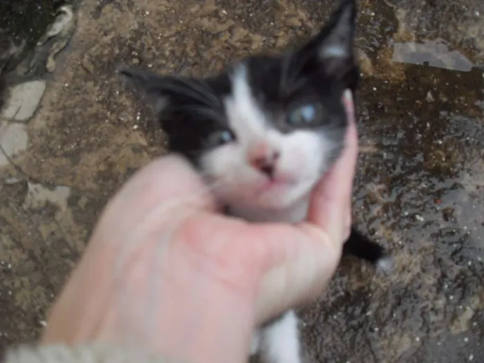 Gato ra a SRD idade 2 a 6 meses nome Gatinhos