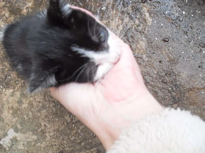 Gato ra a SRD idade 2 a 6 meses nome Gatinhos