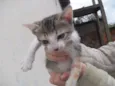 Gatinhos