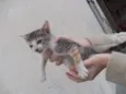 Gatinhos