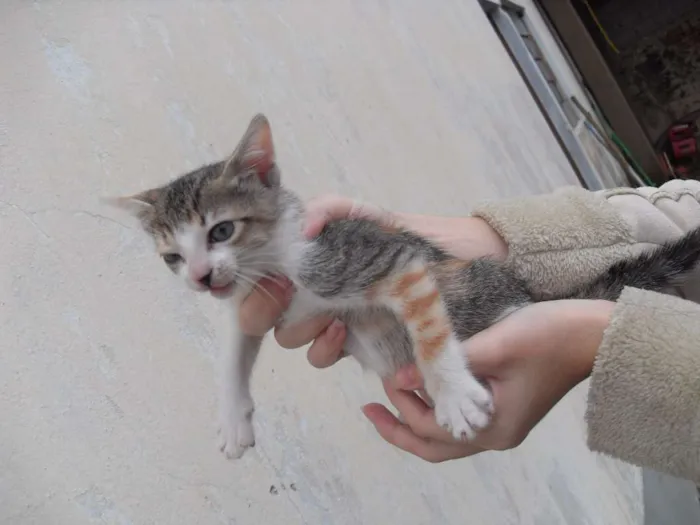 Gato ra a SRD idade 2 a 6 meses nome Gatinhos