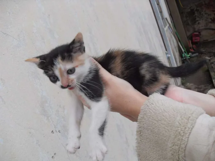 Gato ra a SRD idade 2 a 6 meses nome Gatinhos