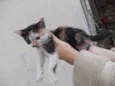Gatinhos