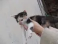 Gatinhos