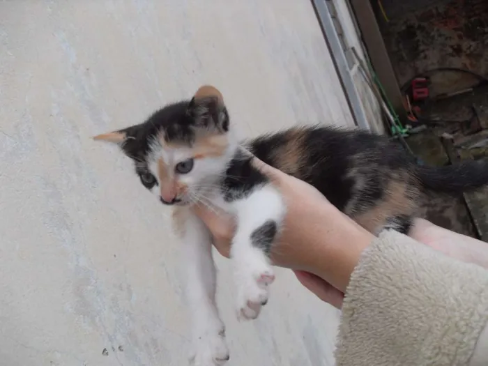 Gato ra a SRD idade 2 a 6 meses nome Gatinhos