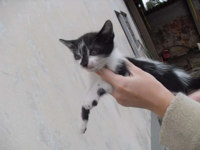 Gato ra a SRD idade 2 a 6 meses nome Gatinhos