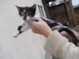 Gatinhos