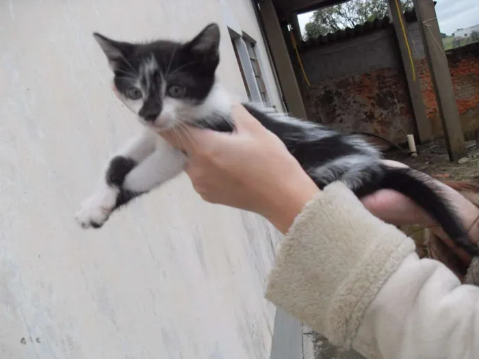 Gato ra a SRD idade 2 a 6 meses nome Gatinhos