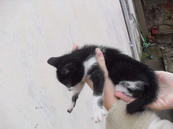 Gato ra a SRD idade 2 a 6 meses nome Gatinhos